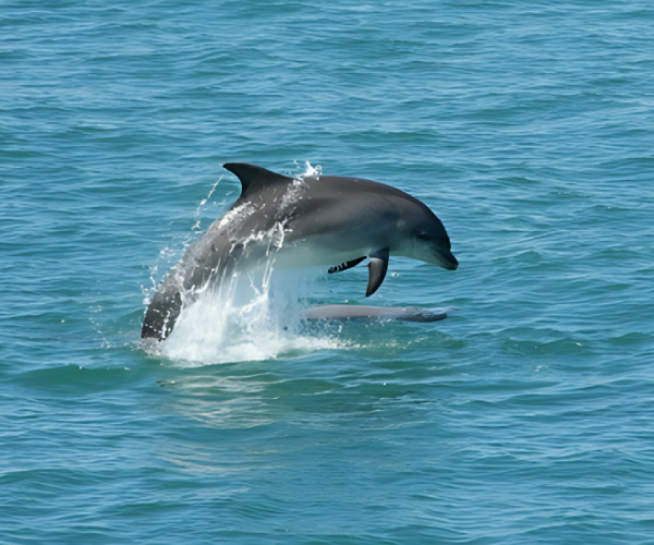 dolphin (2)